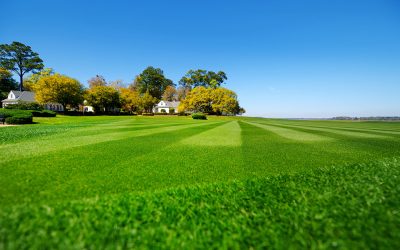 Summer Lawn Care: Keeping Your Grass Lush and Green in Hot Weather